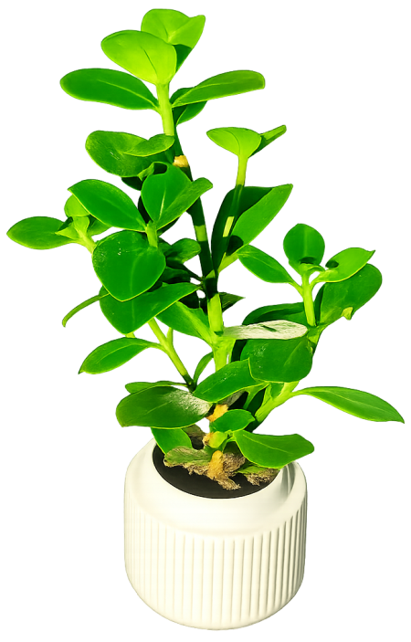 PLANT!